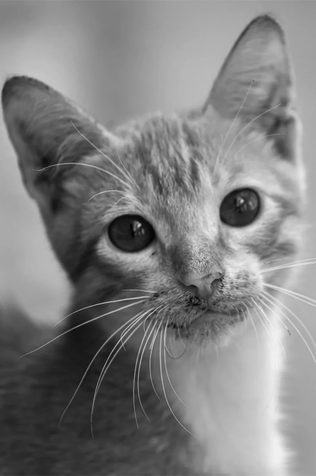 Fotografía de gato callejero - Imagen 1