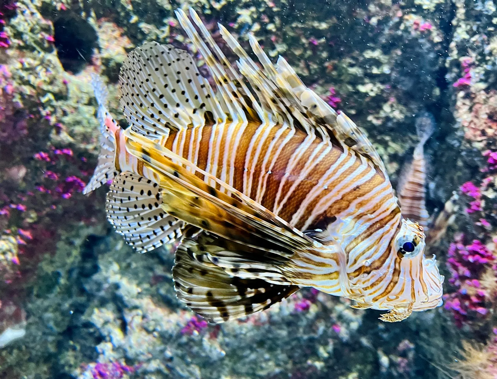 Aquarium | San Sebastián - Fotografía 2