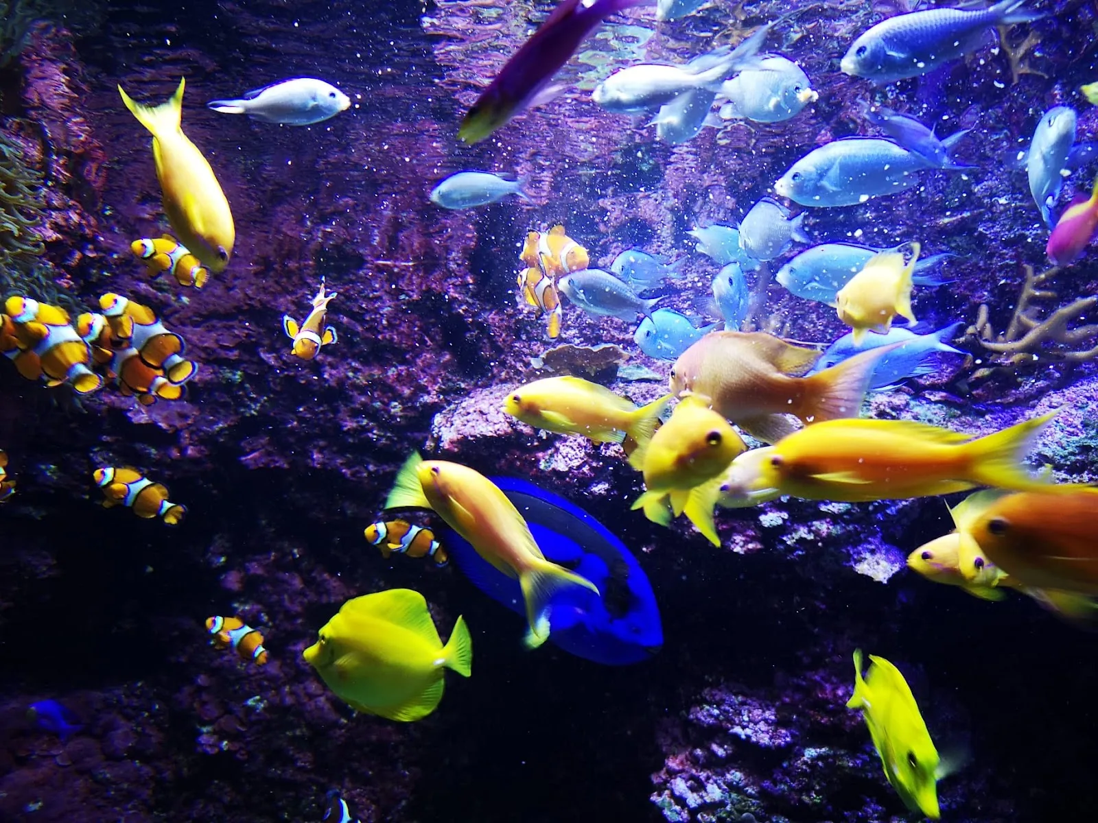 Aquarium | San Sebastián - Fotografía 3