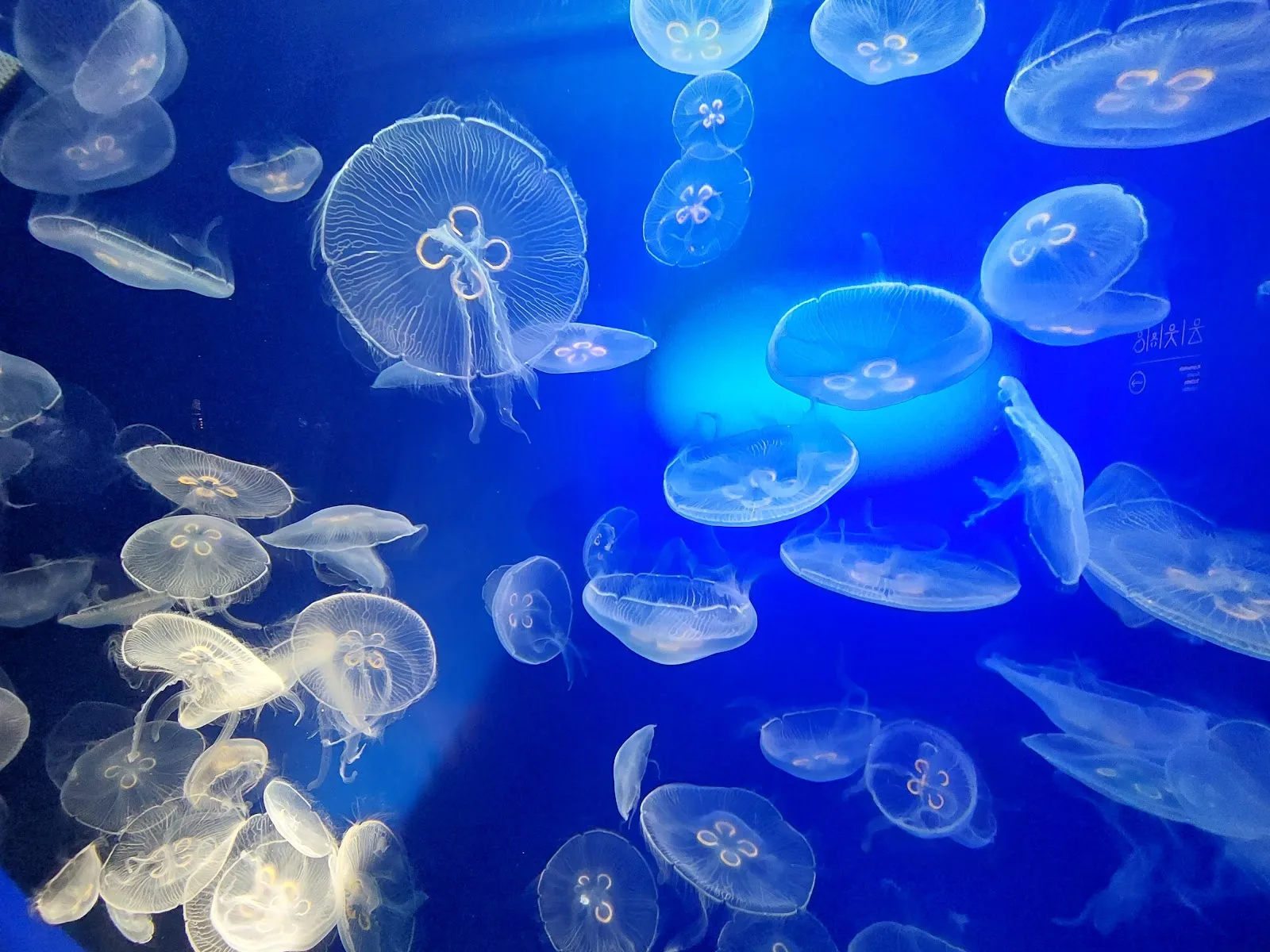 Aquarium | San Sebastián - Fotografía 4
