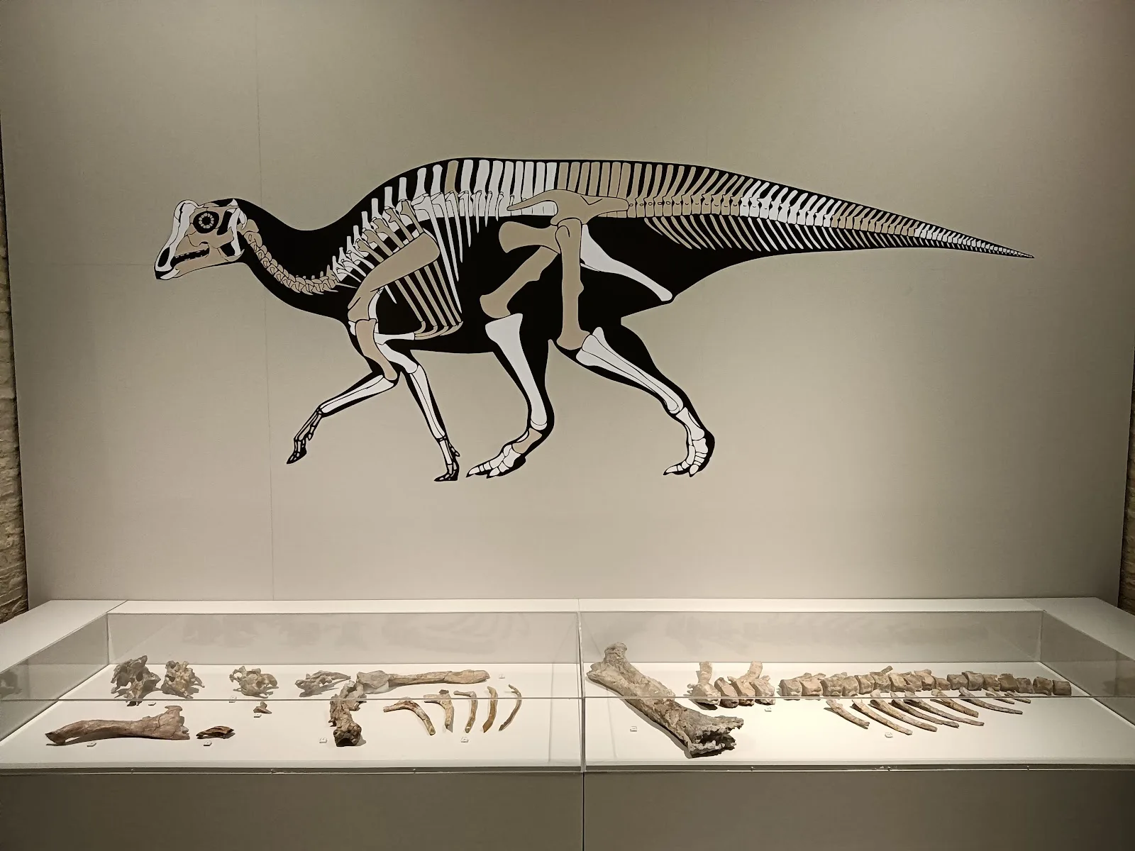 Museo de Ciencias Naturales de la Universidad Zaragoza - Fotografía 2