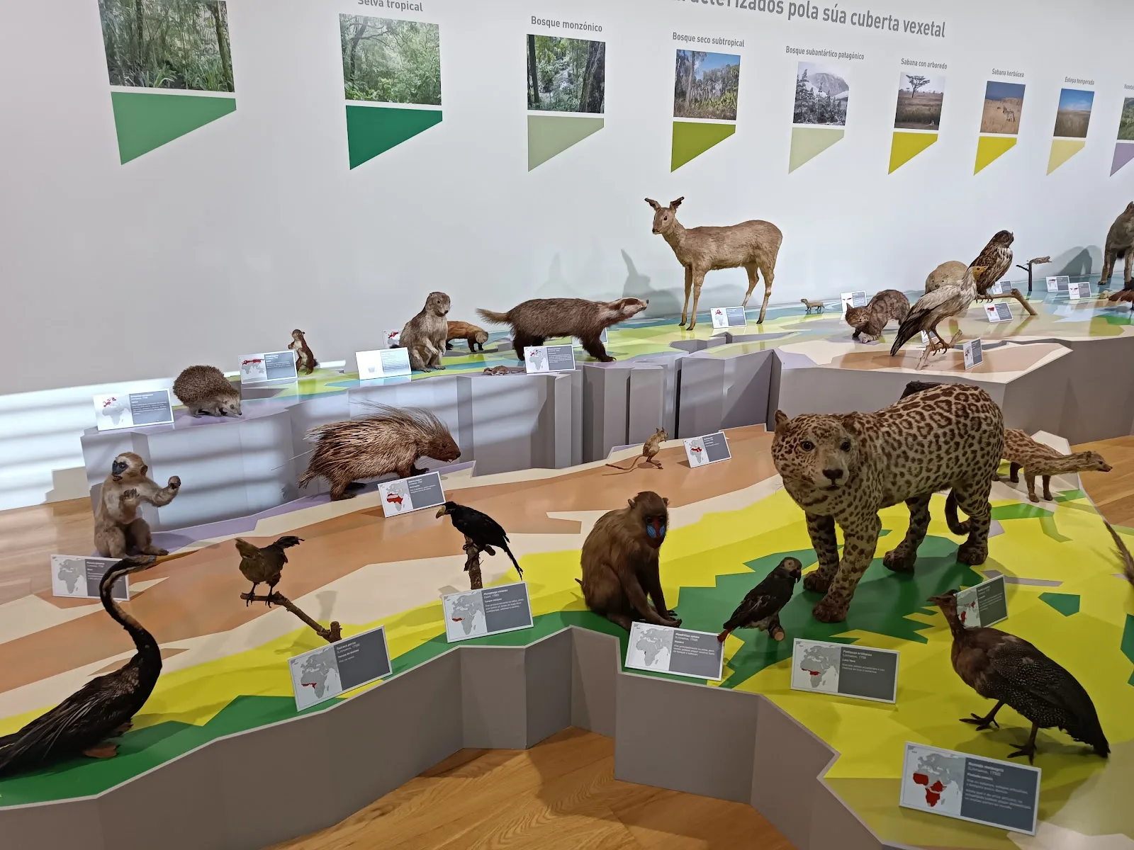 Museo de Historia Natural-USC - Fotografía 2