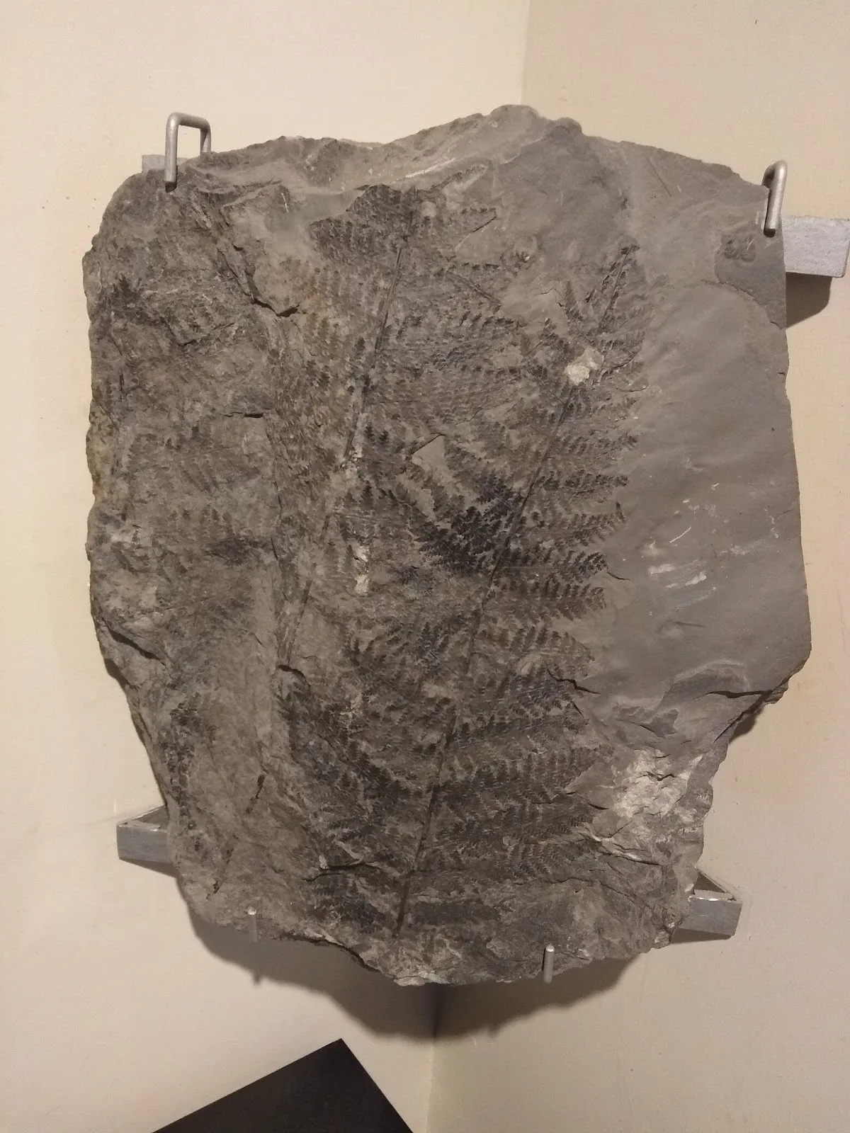 Museo de Paleobotánica