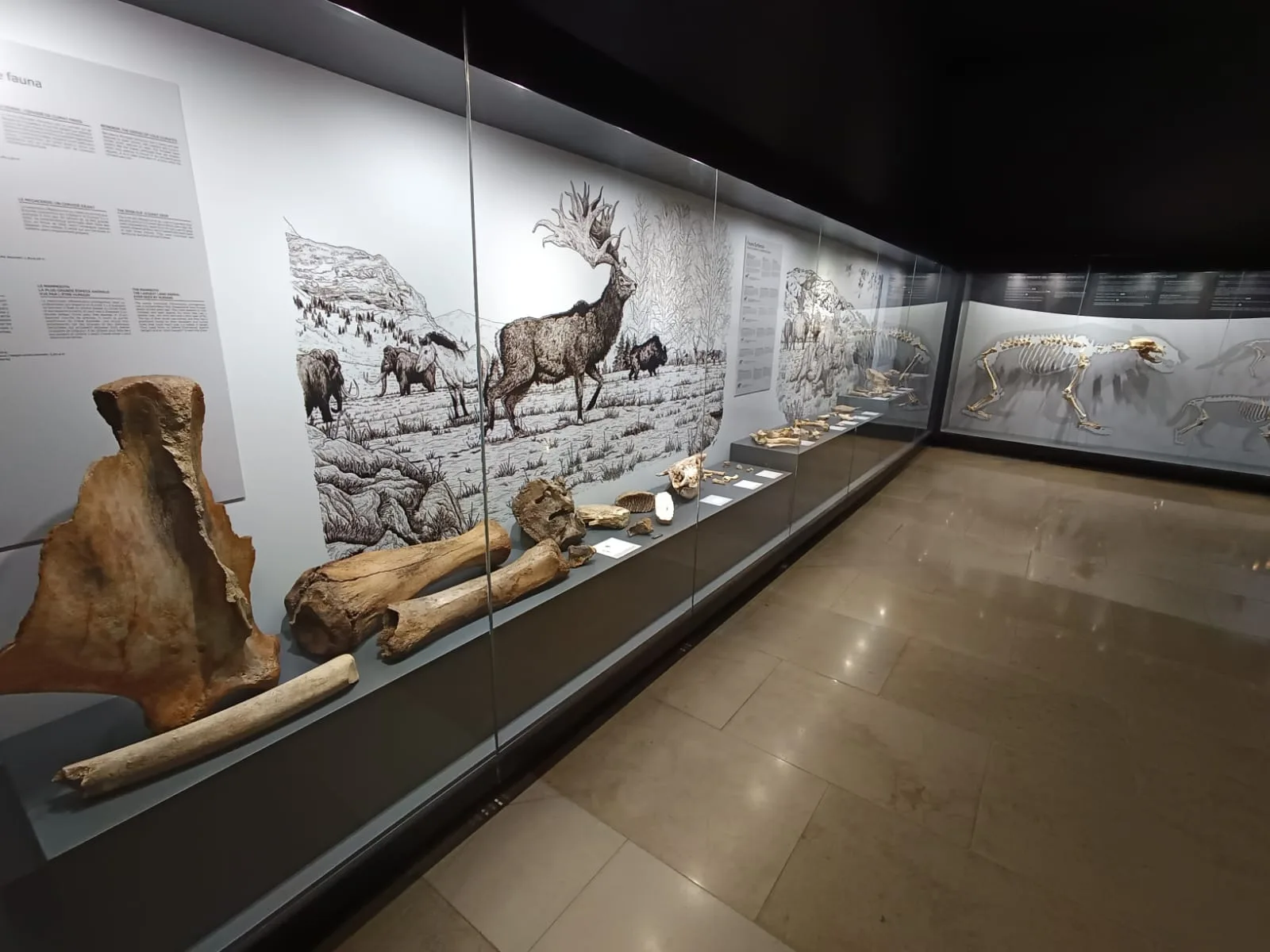 Museo de Prehistoria y Arqueología de Cantabria - Fotografía 3