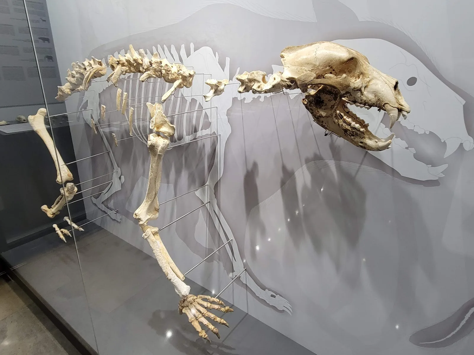 Museo de Prehistoria y Arqueología de Cantabria - Fotografía 4