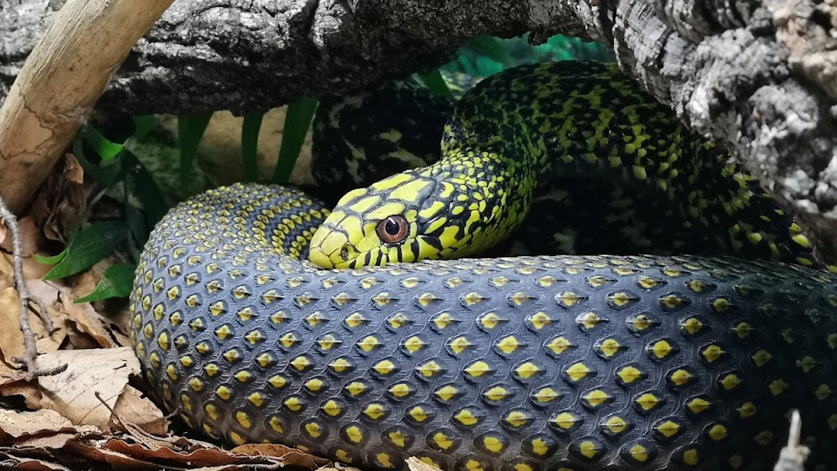 Snakeroom Serpentarium