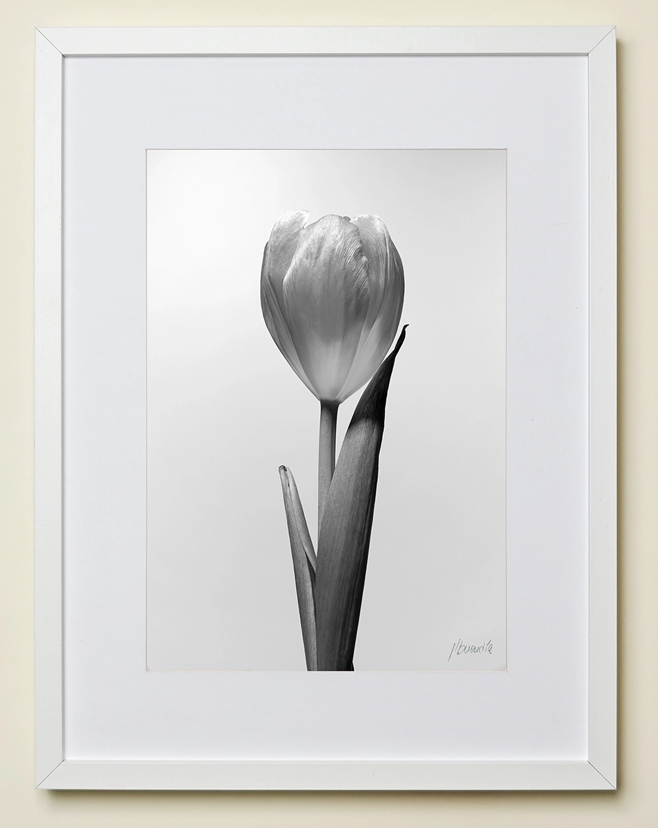 Cuadro Tulipán B&N | Fotografía Minimalista
